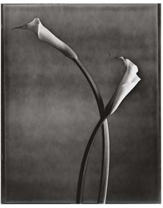 Crossed Callas