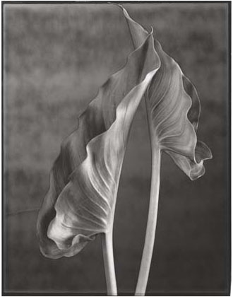Two Calla Leaves