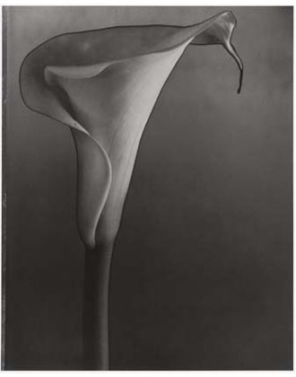 Calla Lily