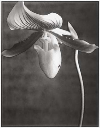 Orchid Alma Gavaert