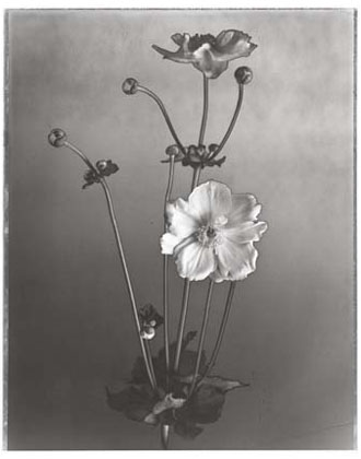 Japanese Anemone