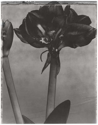 Amaryllis