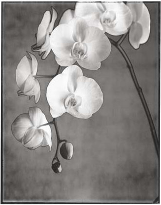 Orchid Phaleanopsis