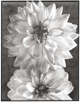 Two Dahlias