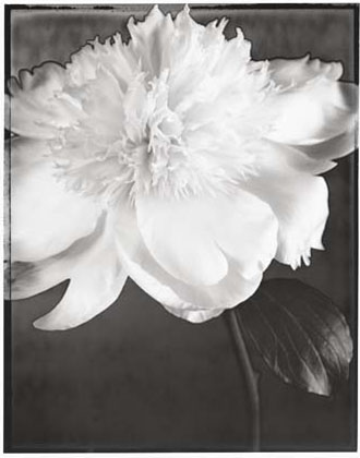 Peony