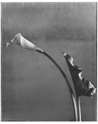 Calla and Leaf