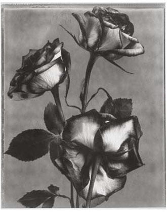 Anniversary Roses