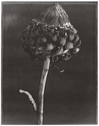 Artichoke