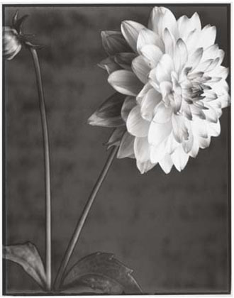 Dahlia