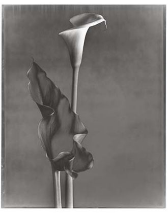 Calla and Leaf