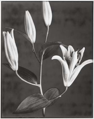 Stargazer Lily