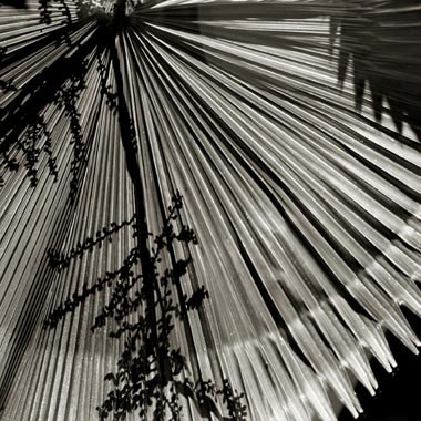 Fan Palm
