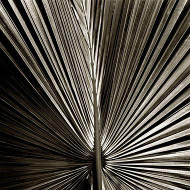 Fan Palm