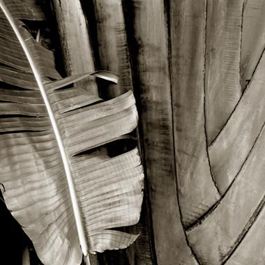 Palm