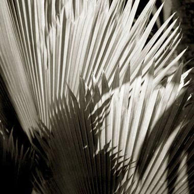 Fan Palm