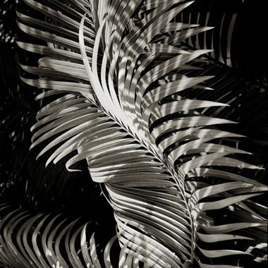 Curved Leaves