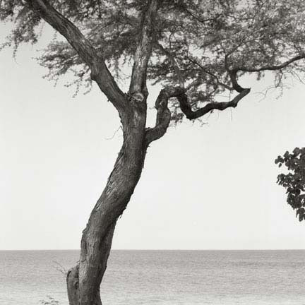 Tree Hapuna Beach