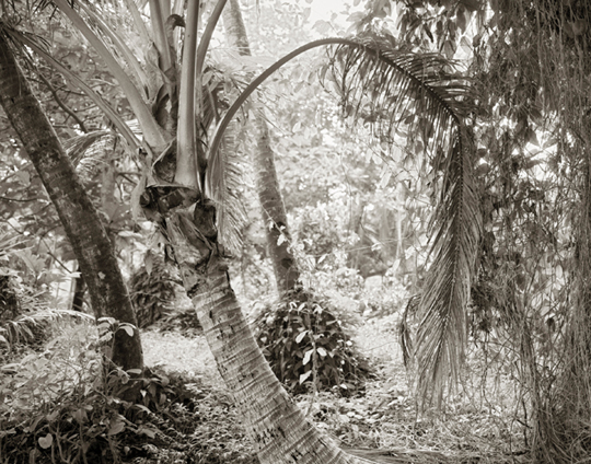 Botanical Garden
