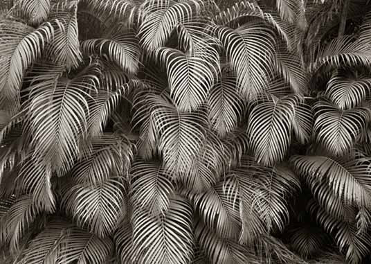 Palmwall